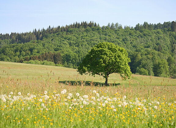 Eiche
